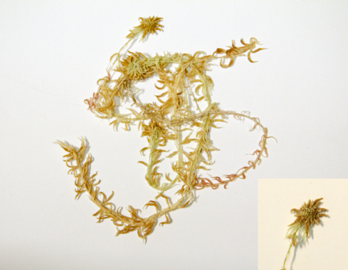Flat-topped bogmoss